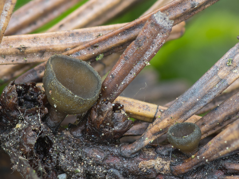 Rutstroemia elatina